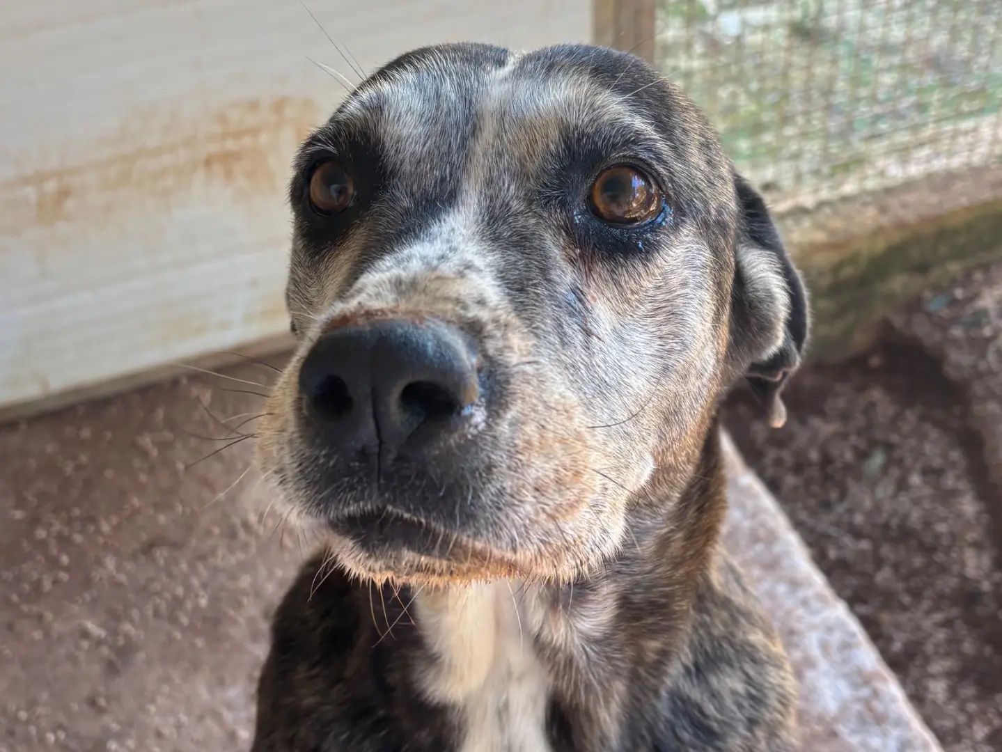 Adozione cane, femmina, Pitbull Razza sconosciuta, 10 anni e 1 mese, taglia media, Taranto