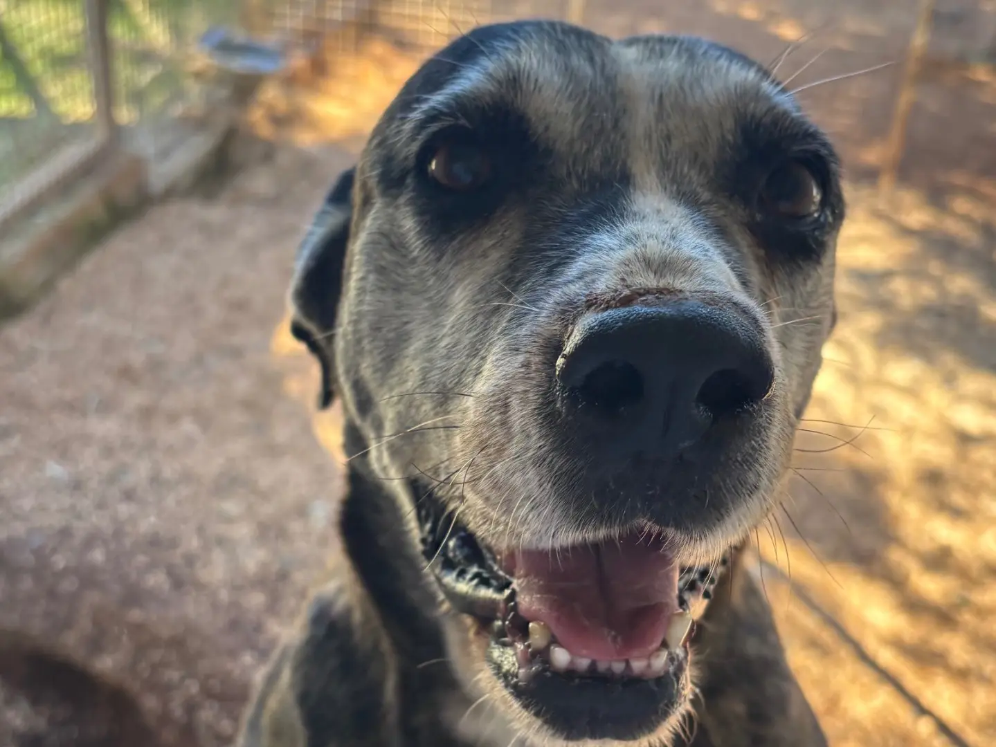 Adotta un cane, femmina, 10 anni e 1 mese, Taranto