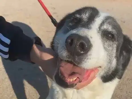 Adozione cane, maschio, Razza sconosciuta Razza sconosciuta, 12 anni e 6 mesi, taglia grande, Bari
