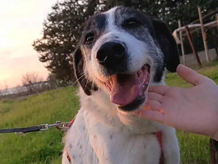 Adotta un cane, maschio, 12 anni e 6 mesi, Bari
