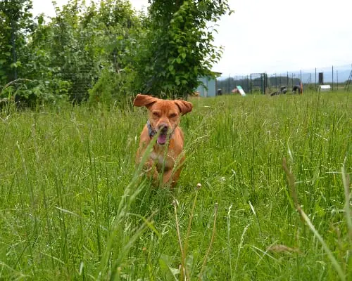 Vuoi adottare un cane a Pavia?