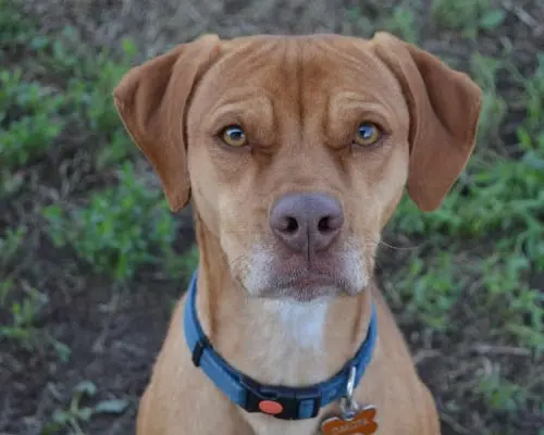 Adotta il cane Dakota a Pavia