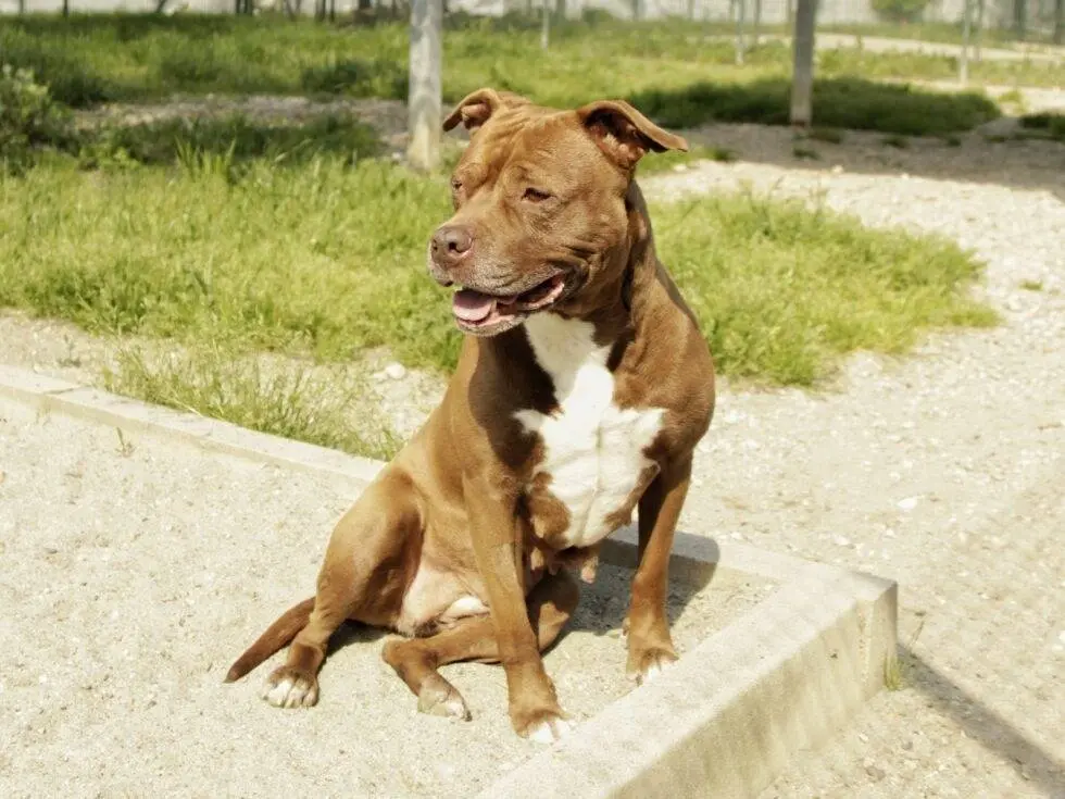 Adozione cane, femmina, Pitbull Razza sconosciuta, 8 anni e 3 mesi, taglia media, Lodi