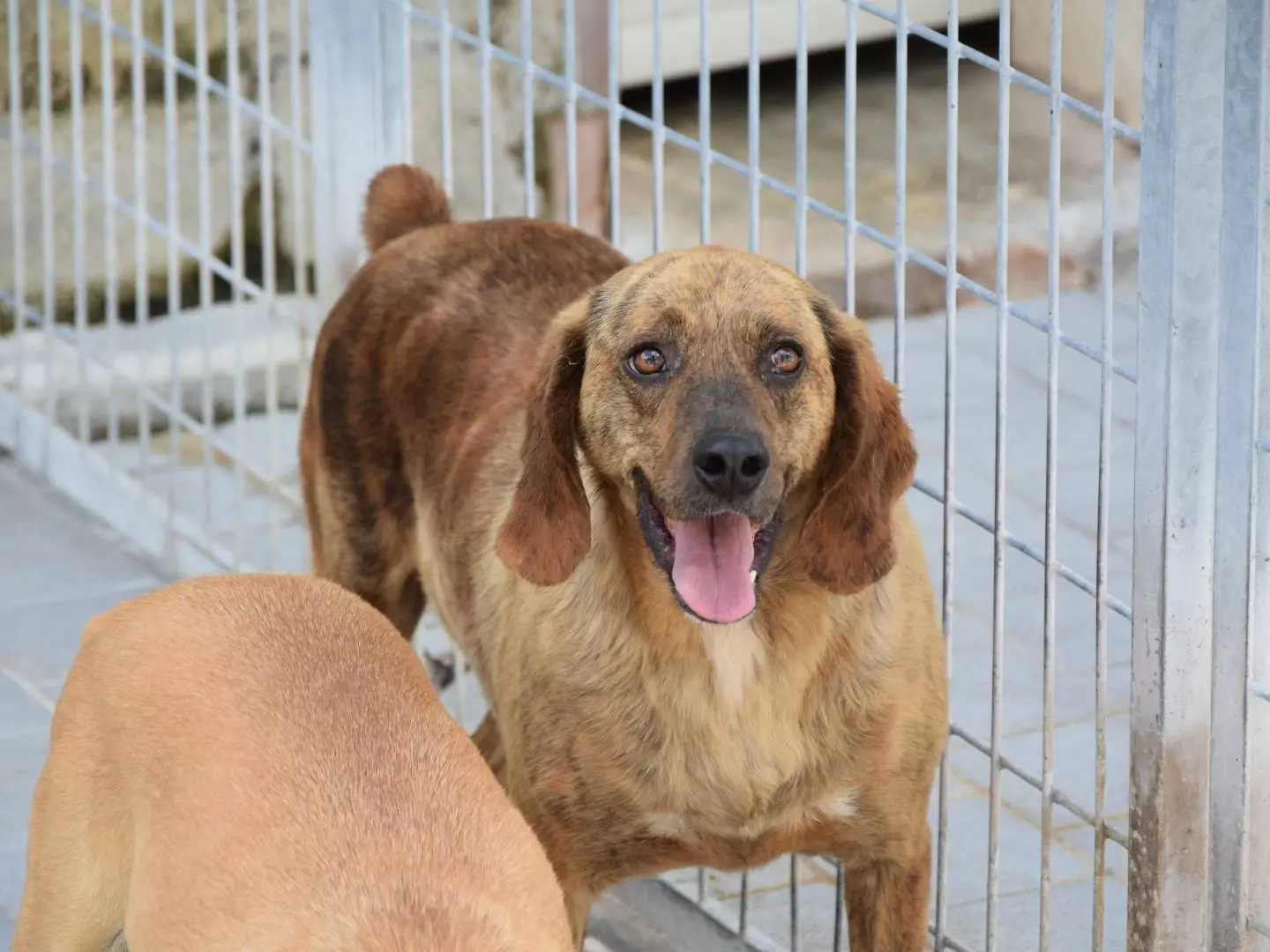 Adozione cane, maschio, Razza sconosciuta Razza sconosciuta, 6 anni e 4 mesi, taglia media contenuta, Chieti