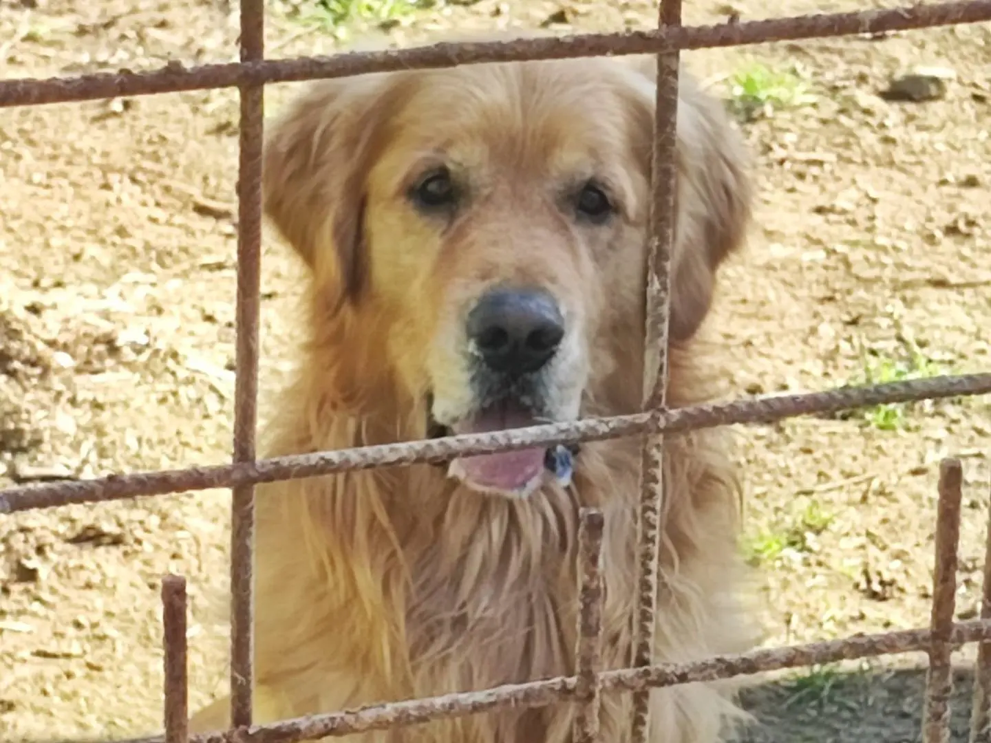 Adozione cane, maschio, Golden Retriever Razza sconosciuta, 4 anni e 3 mesi, taglia grande, Roma