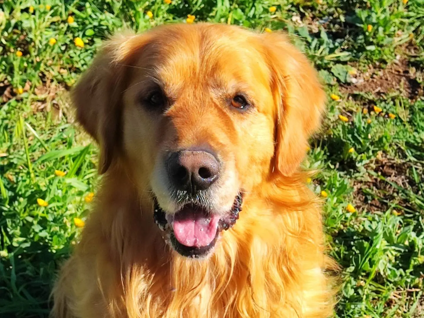 Adotta un cane, maschio, 4 anni e 3 mesi, Roma