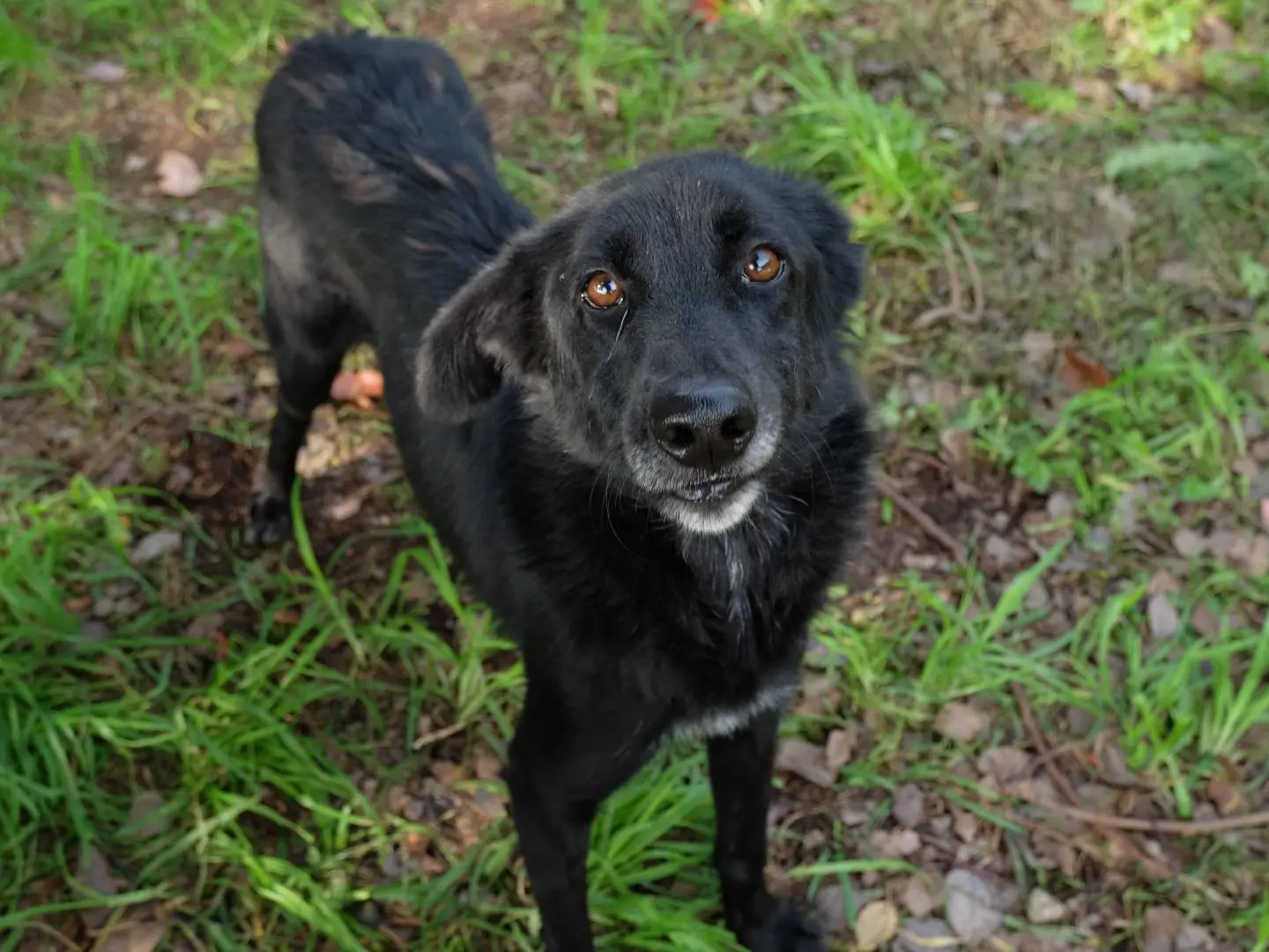 Adozione cane, maschio, Razza sconosciuta Razza sconosciuta, 8 anni e 8 mesi, taglia media, Latina