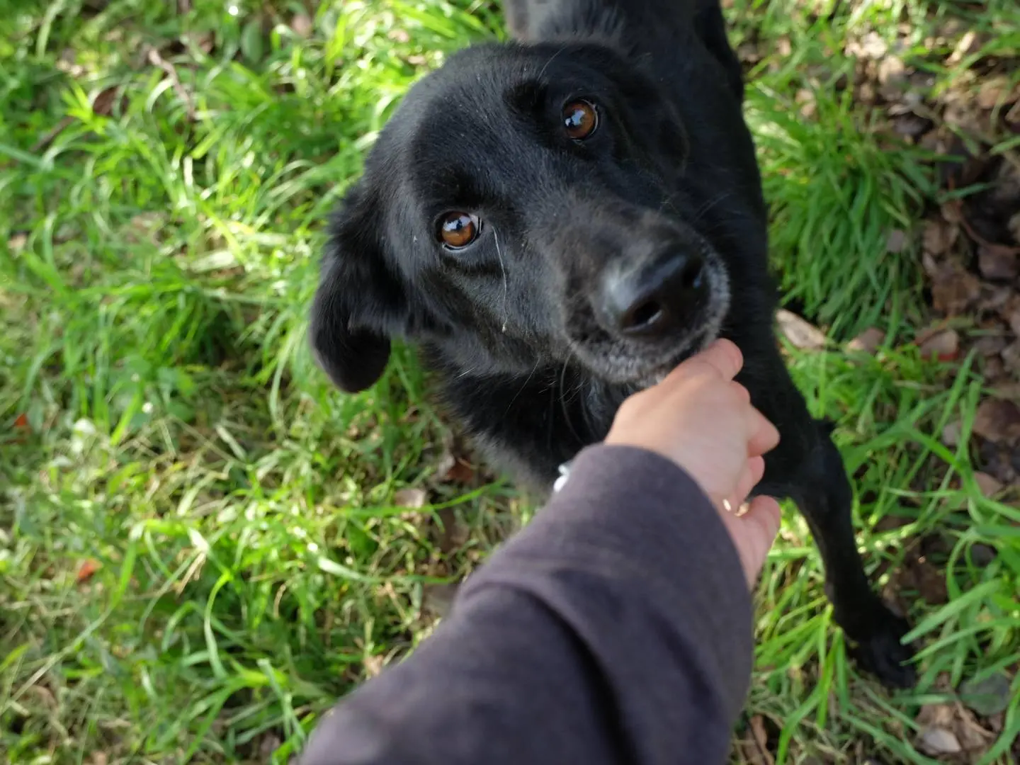 Adotta un cane, maschio, 8 anni e 8 mesi, Latina