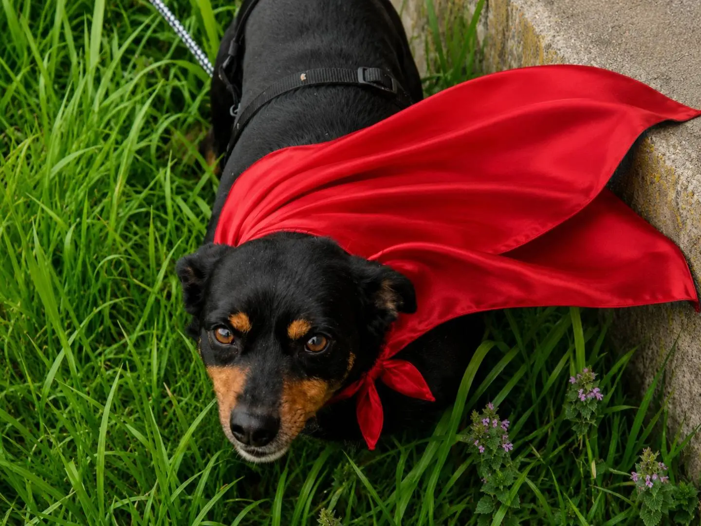 Adozione cane, maschio, Razza sconosciuta Razza sconosciuta, 2 anni e 8 mesi, taglia piccola, Cuneo
