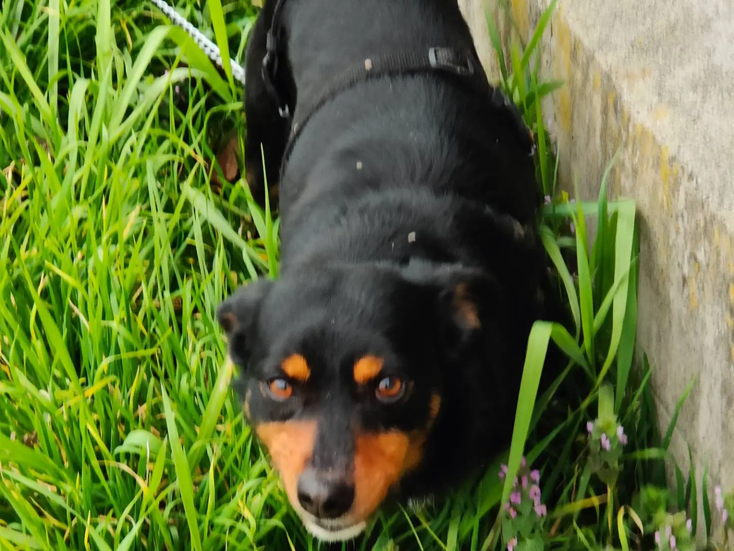 Adotta un cane, taglia piccola, maschio, Cuneo