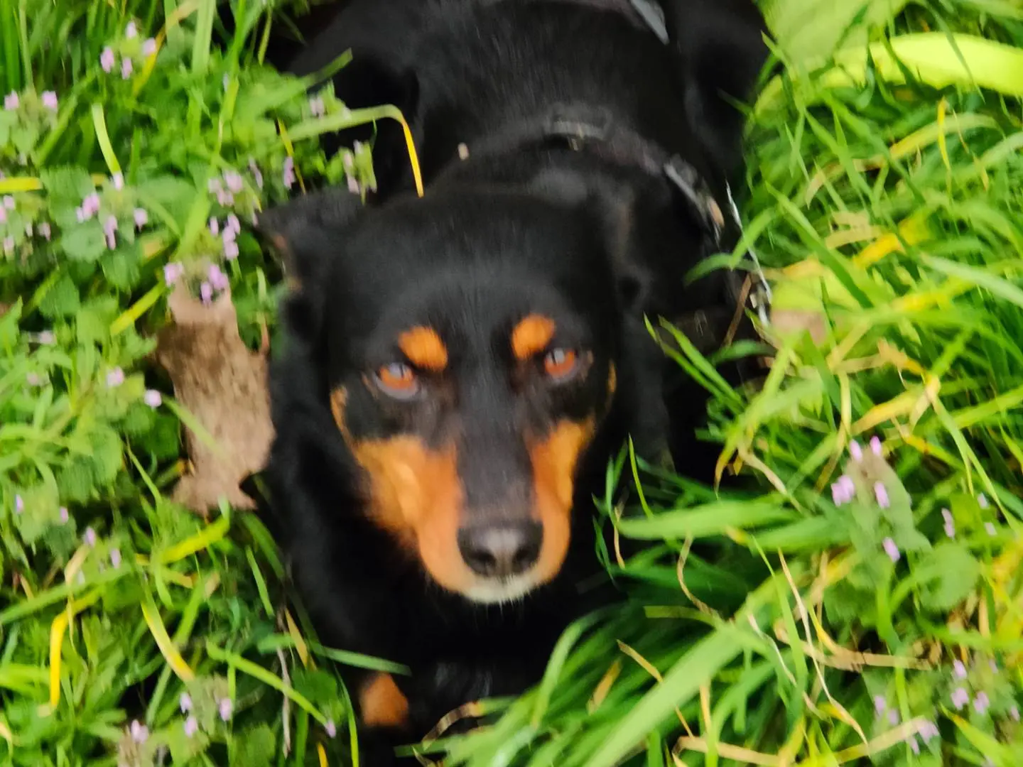 Adotta un cane, maschio, 2 anni e 8 mesi, Cuneo