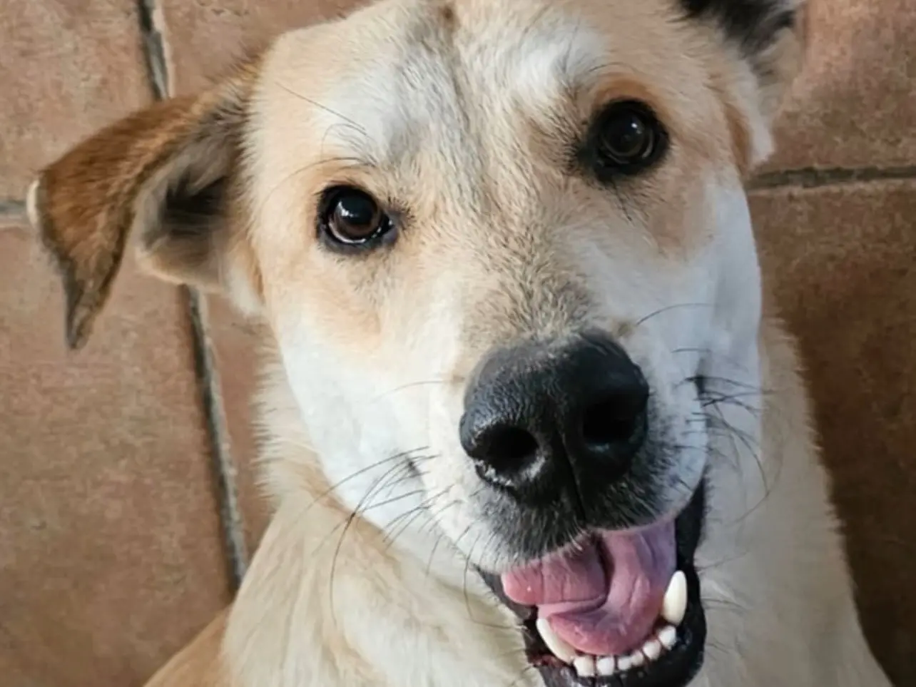 Adotta un cane, maschio, 4 anni e 1 mese, Roma