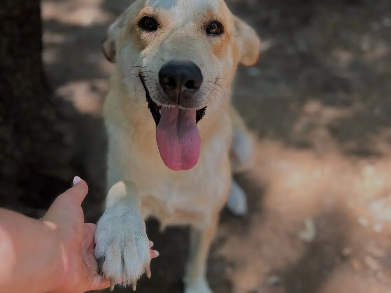 Adotta un cane, taglia grande, maschio, Roma