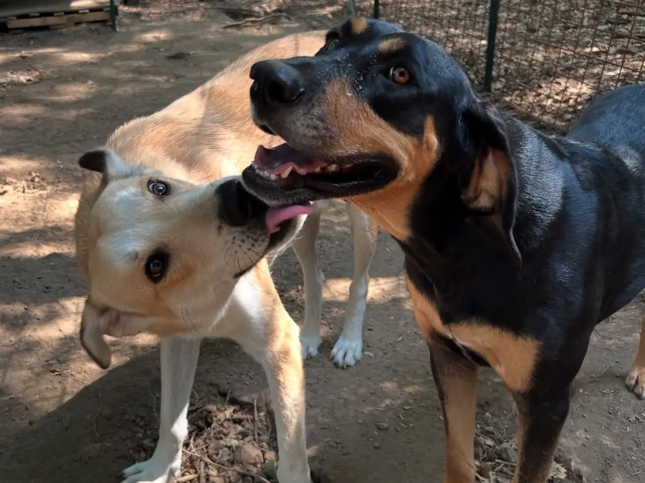 Adotta il cane Zeus a Roma