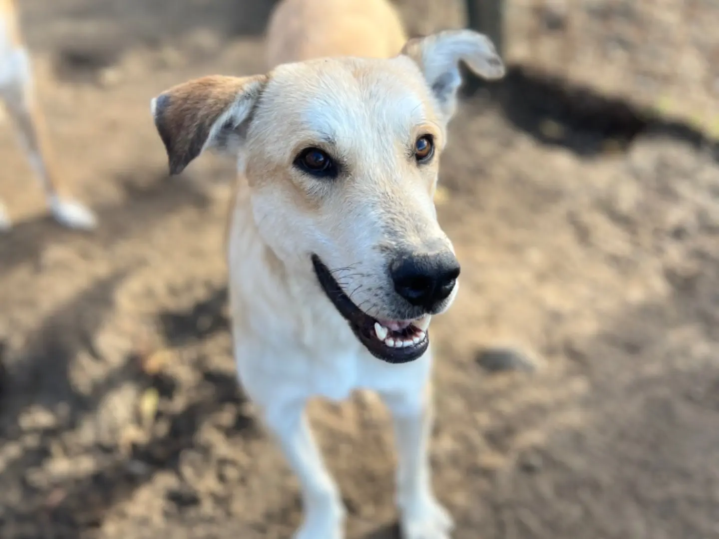 Adozione cane, maschio, Razza sconosciuta Razza sconosciuta, 4 anni e 1 mese, taglia grande, Roma
