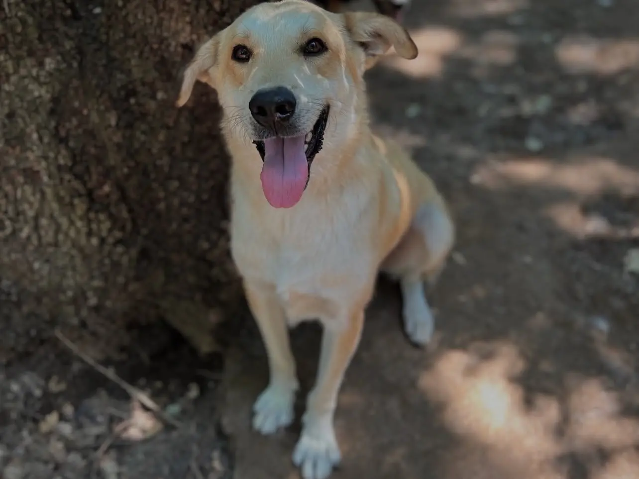 Vuoi adottare un cane a Roma?