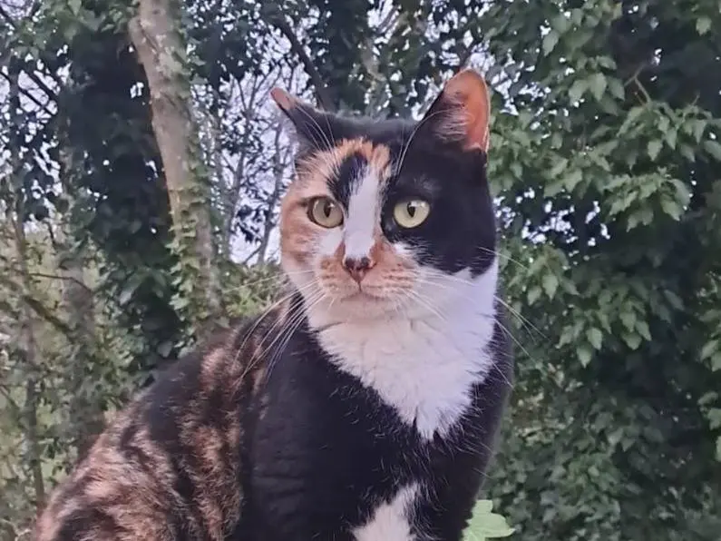 Adozione gatto, femmina, Razza sconosciuta Razza sconosciuta, 4 anni, taglia non valida, Roma