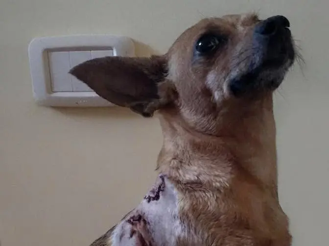 Foto 3 dell'animale