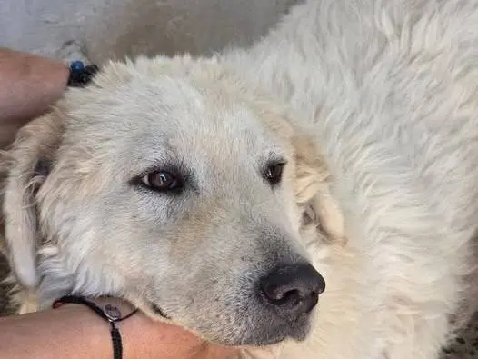 Adozione cane, maschio, Razza sconosciuta Razza sconosciuta, 4 anni e 4 mesi, taglia grande, Crotone