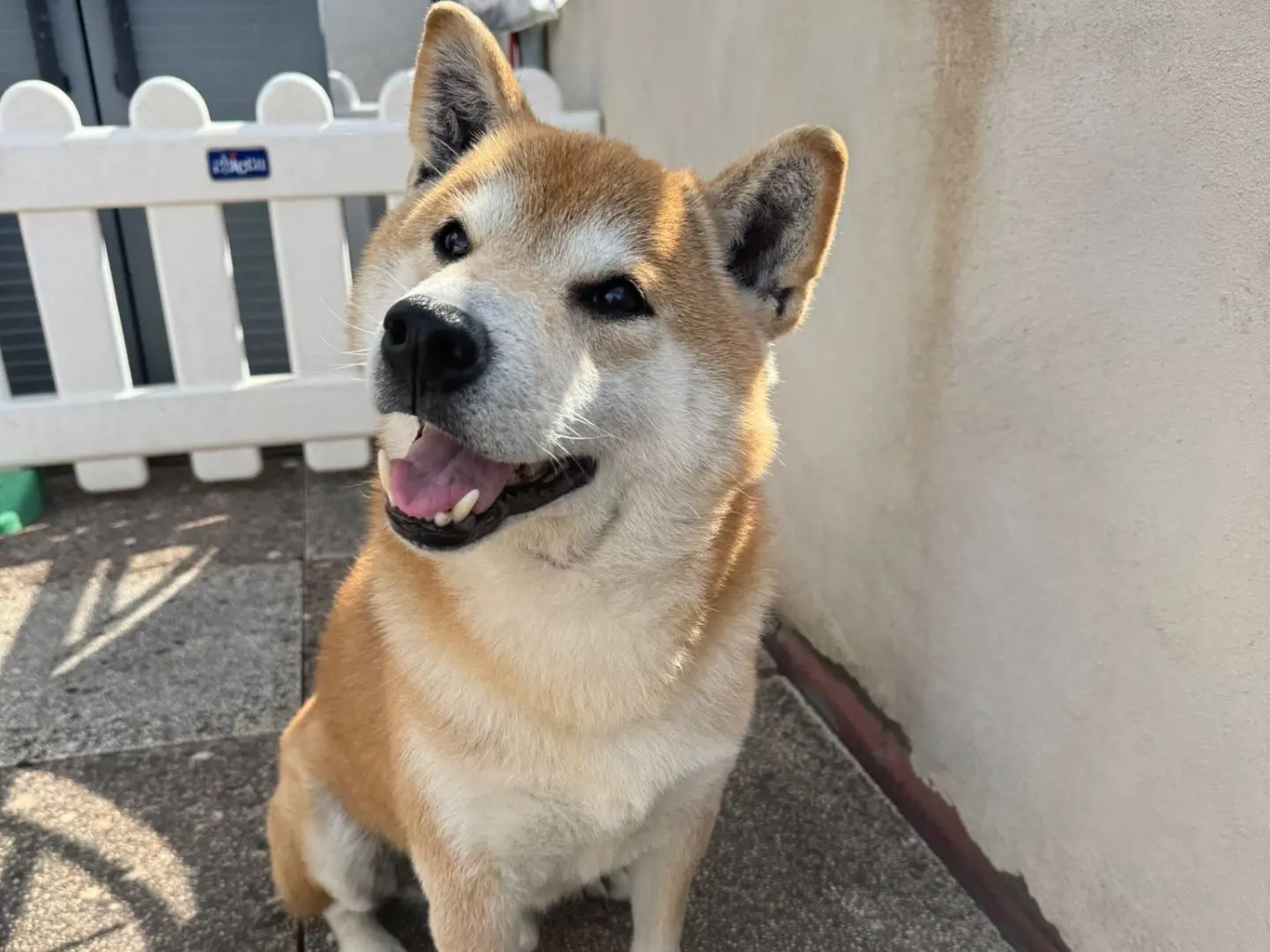 Adozione cane, maschio, Shiba Razza sconosciuta, 10 anni e 5 mesi, taglia piccola, Monza