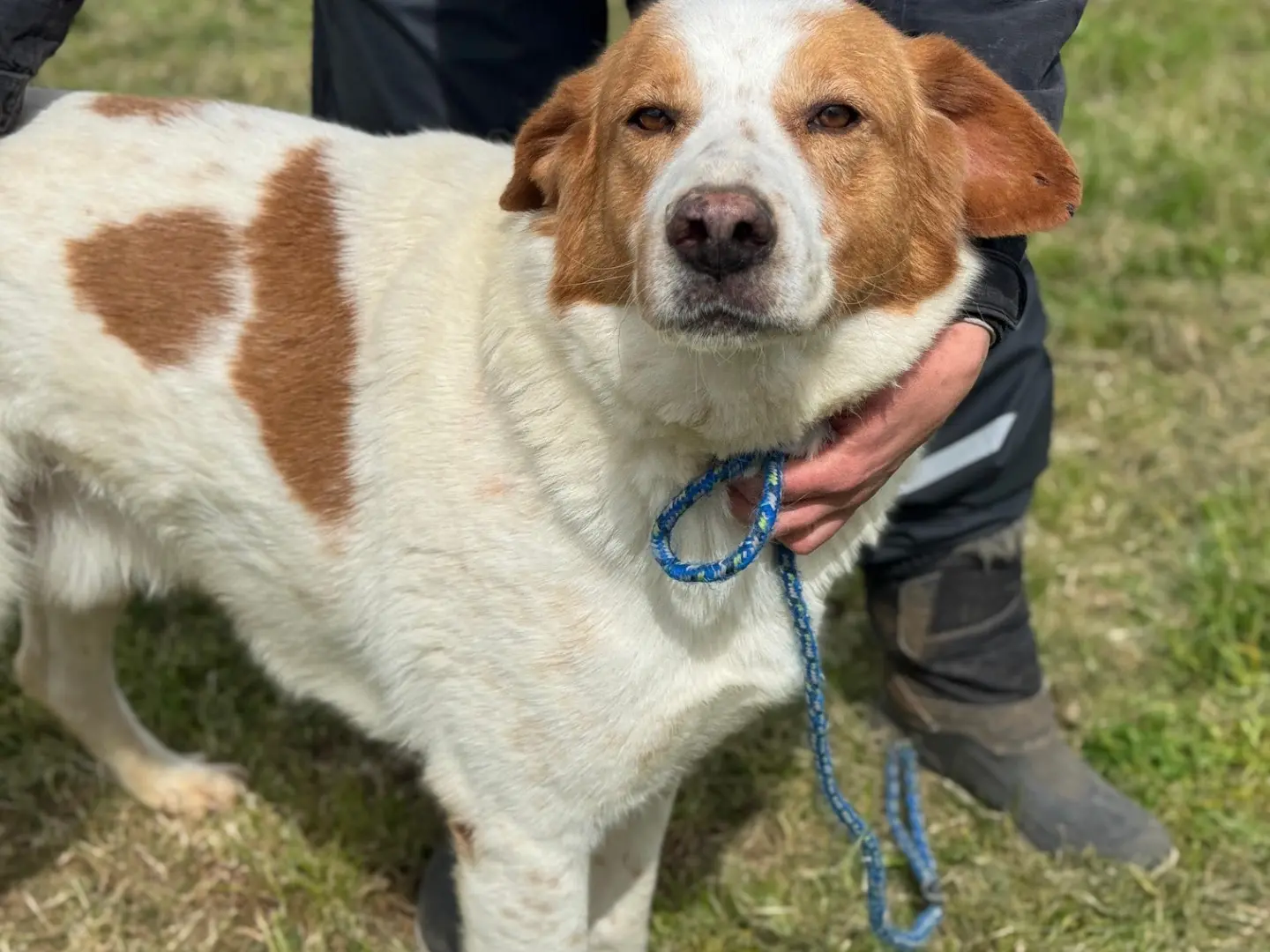 Adotta un cane, maschio, 4 anni e 3 mesi, Frosinone
