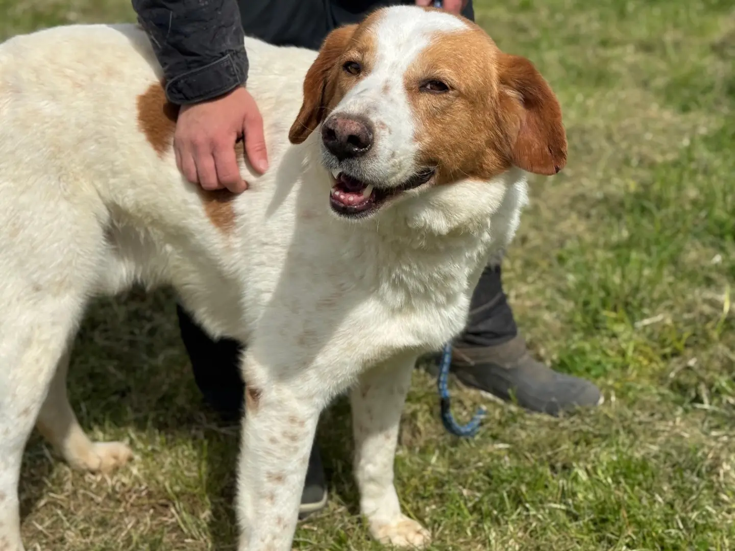 Adozione cane, maschio, Razza sconosciuta Razza sconosciuta, 4 anni e 3 mesi, taglia grande, Frosinone