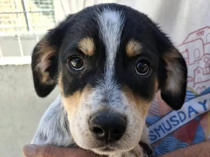 Adozione cane, maschio, Razza sconosciuta Razza sconosciuta, 6 mesi, taglia media, Asti