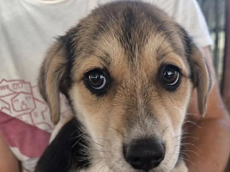 Adotta un cane, taglia media, maschio, Asti