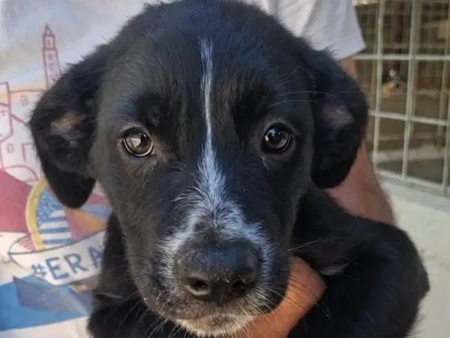 Adotta un cane, maschio, 6 mesi, Asti