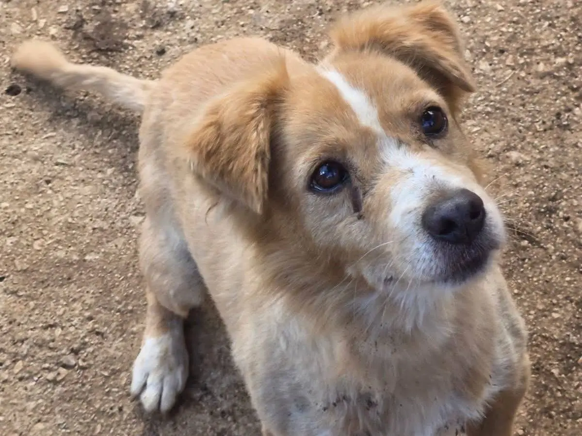 Adozione cane, maschio, Razza sconosciuta Razza sconosciuta, 6 anni, taglia media contenuta, Roma