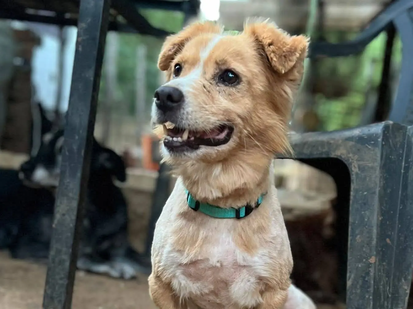 Adotta un cane, maschio, 6 anni, Roma