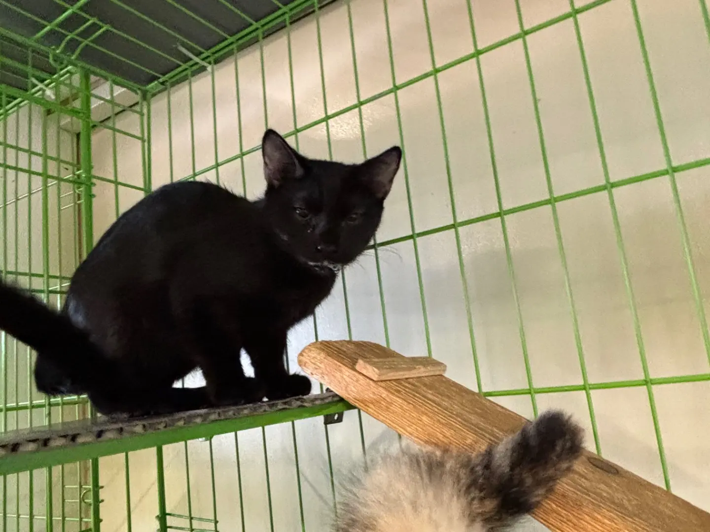 Adotta un gatto, maschio, 6 mesi, Brescia