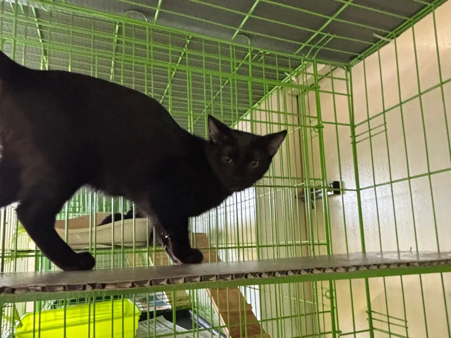 Adozione gatto, maschio, Razza sconosciuta Razza sconosciuta, 6 mesi, taglia non valida, Brescia