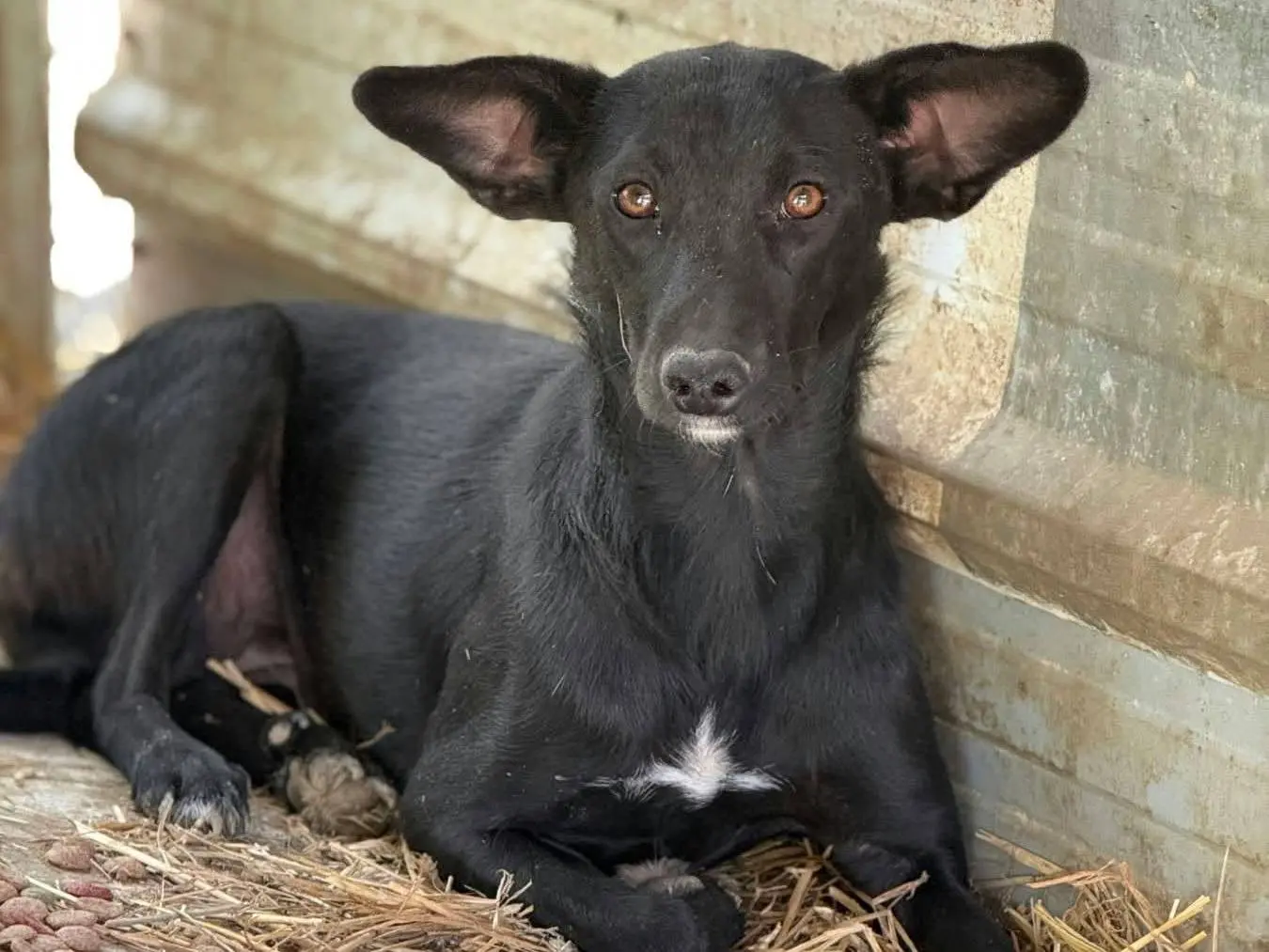 Vuoi adottare un cane a Firenze?