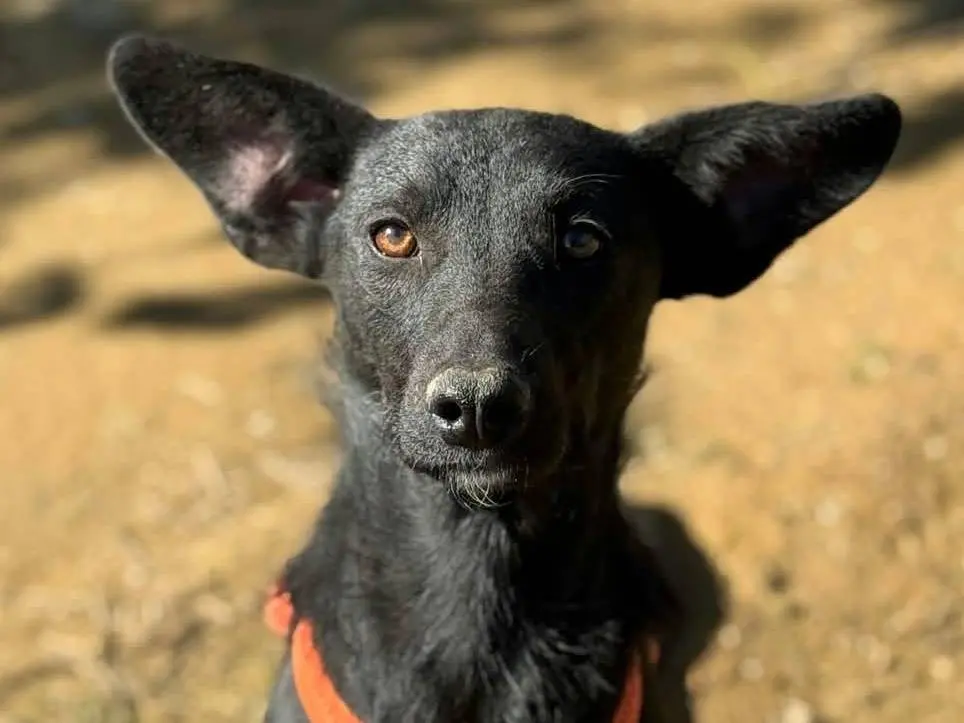 Adotta un cane, femmina, 11 mesi, Firenze