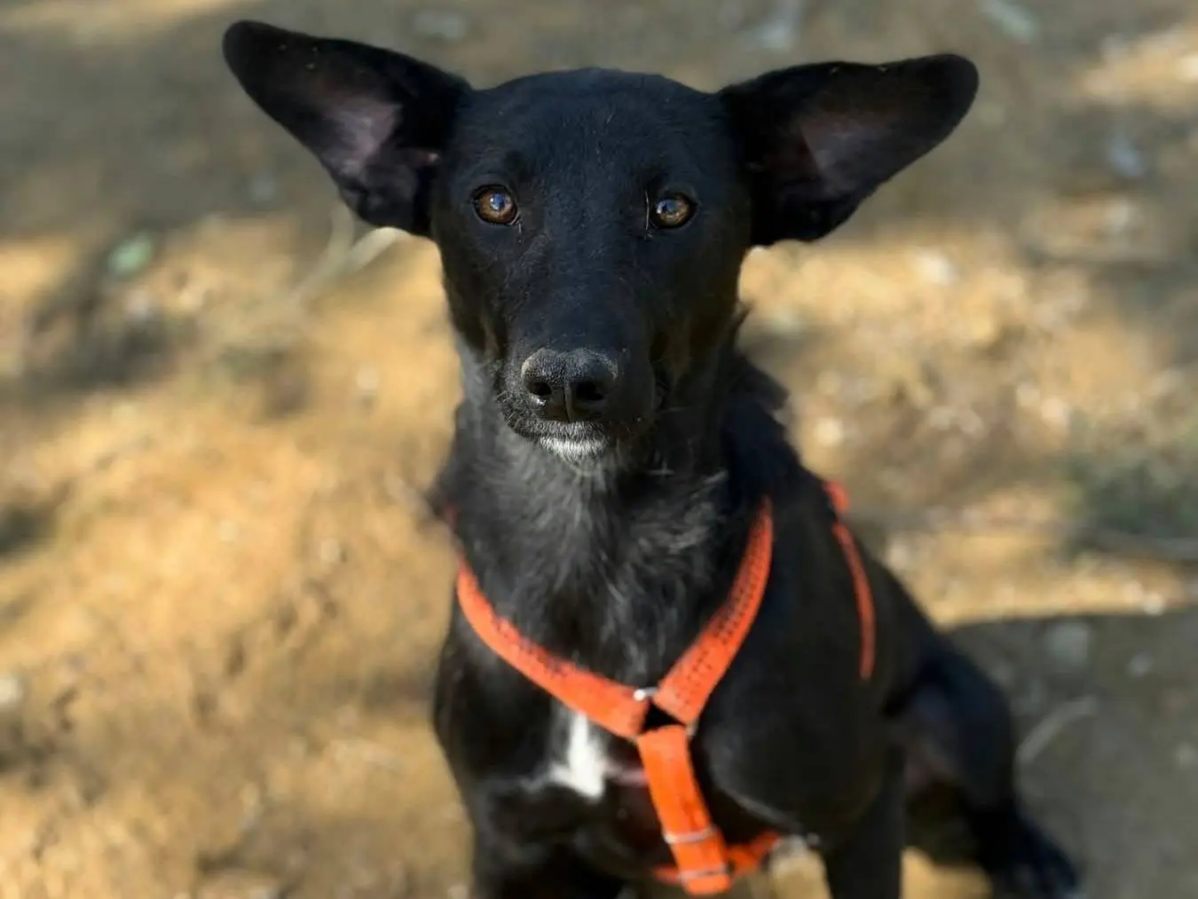 Adotta un cane, taglia piccola, femmina, Firenze