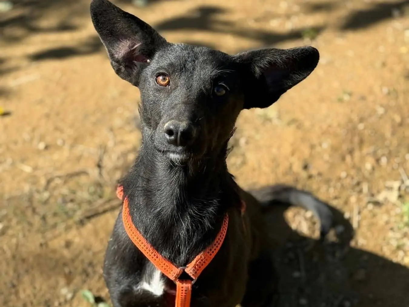 Adozione cane, femmina, Razza sconosciuta Razza sconosciuta, 11 mesi, taglia piccola, Firenze