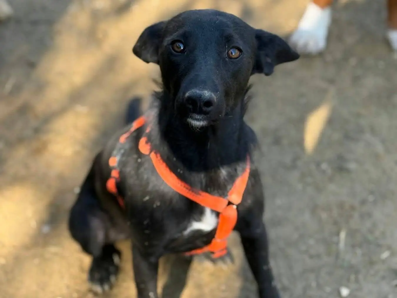 Adotta il cane SIENNA a Firenze