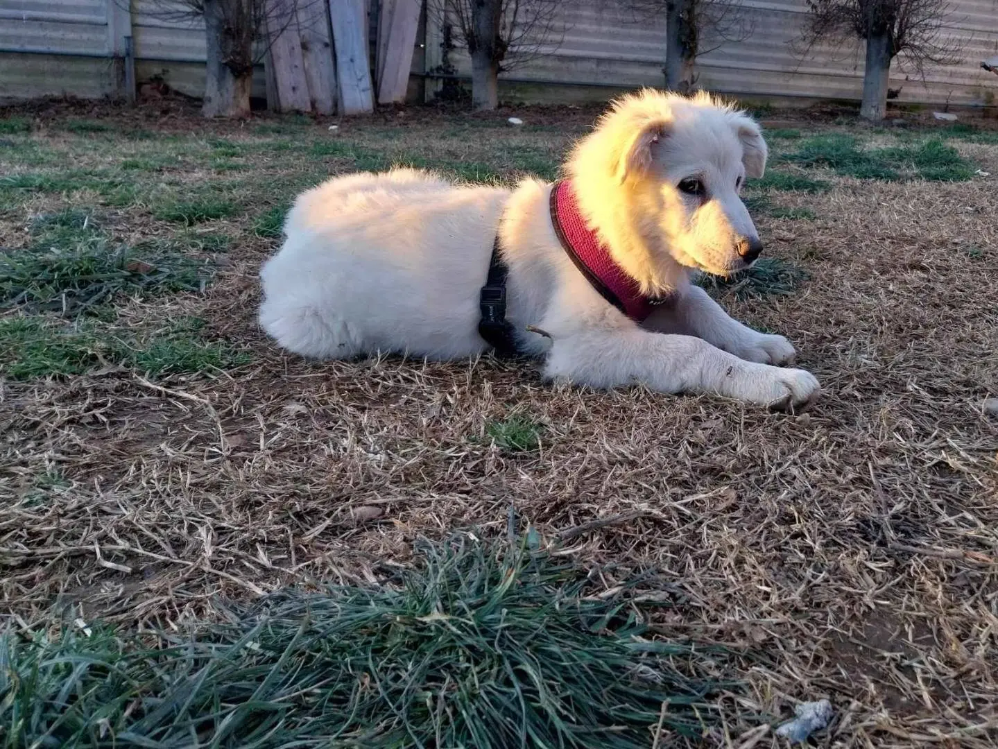 Vuoi adottare un cane a Como?