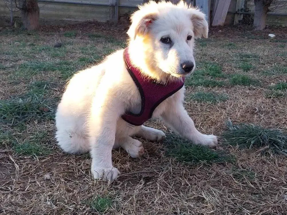 Adotta il cane bellissima cucciola tea a Como