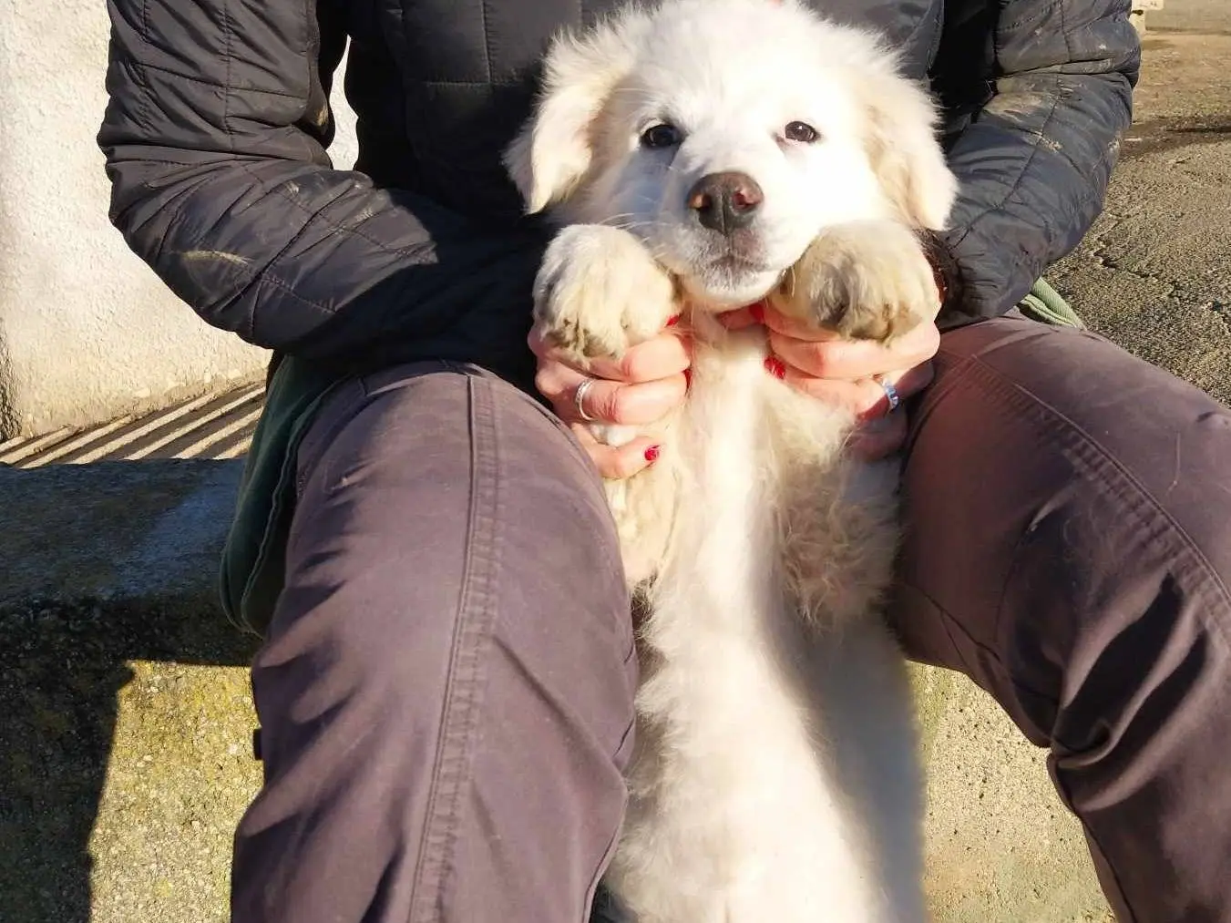 Adotta un cane, femmina, 3 anni, Como