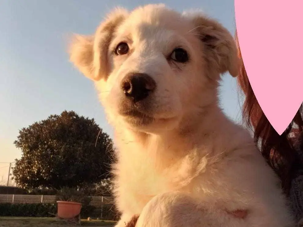 Adozione cane, femmina, meticcio, 3 anni, taglia media, Como