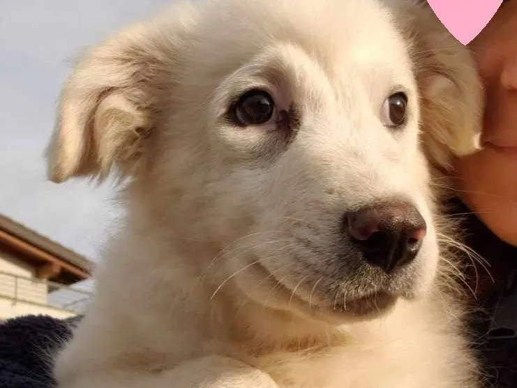 Adotta un cane, taglia media, femmina, Como