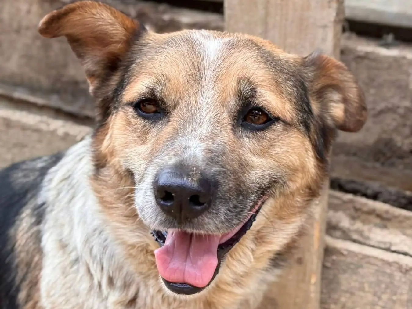 Adotta il cane KLAUS a Firenze