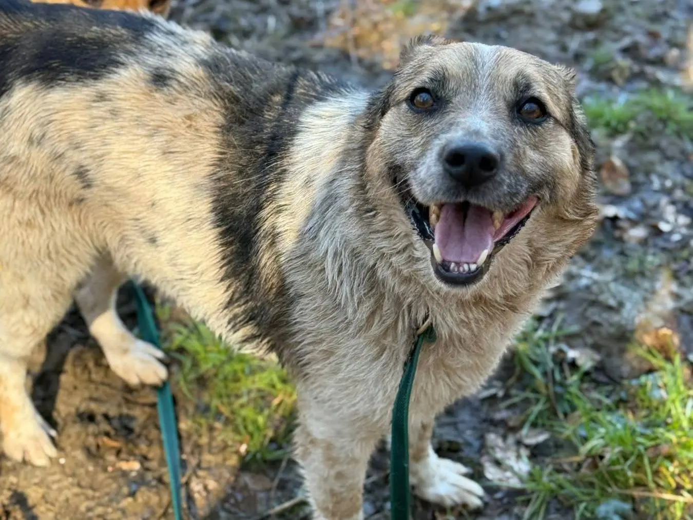 Adozione cane, maschio, Razza sconosciuta Razza sconosciuta, 7 anni e 11 mesi, taglia media, Firenze