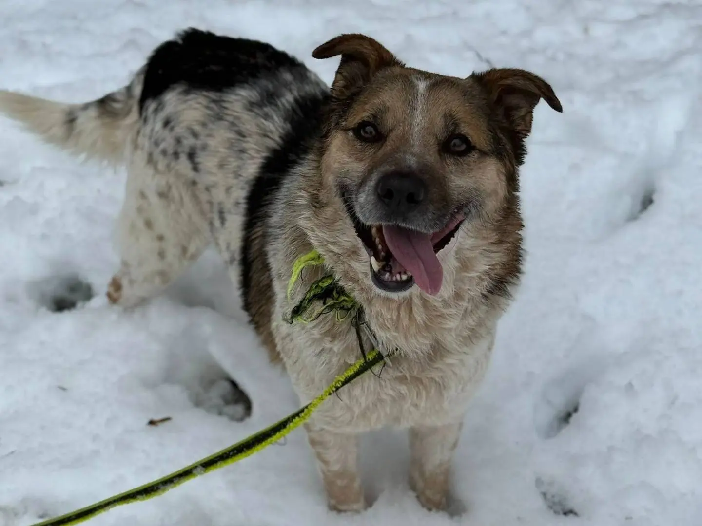 Adotta un cane, taglia media, maschio, Firenze