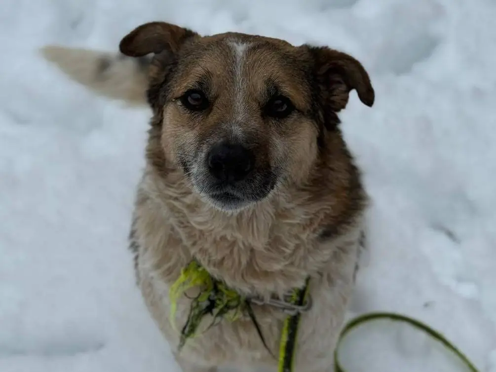 Adotta un cane, maschio, 7 anni e 11 mesi, Firenze