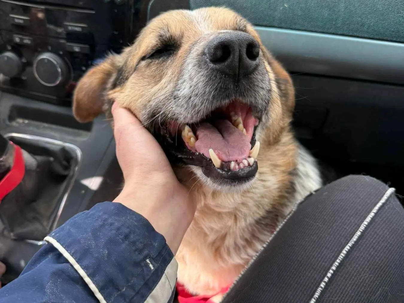 Vuoi adottare un cane a Firenze?