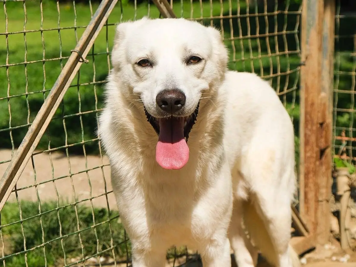 Adotta un cane, maschio, 1 anno e 9 mesi, Torino