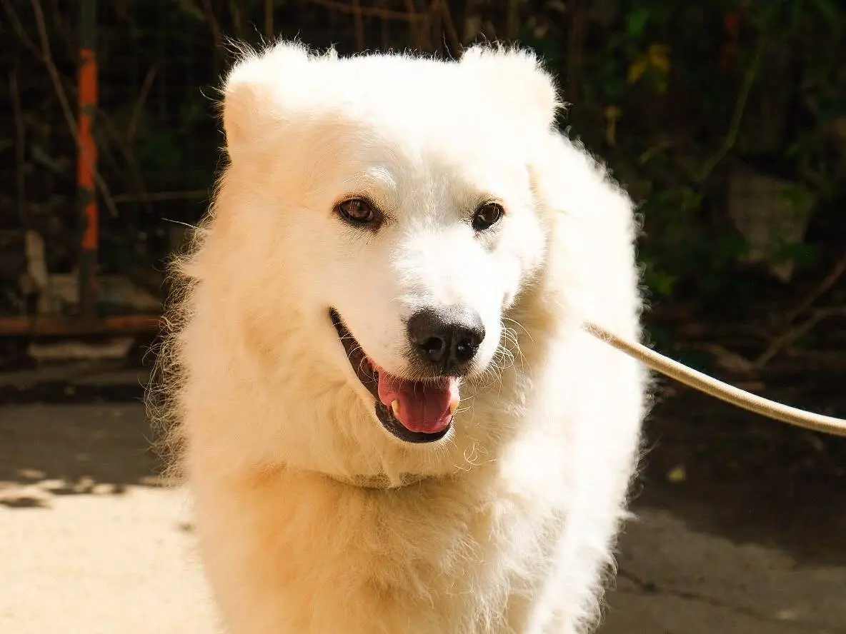 Adozione cane, maschio, Razza sconosciuta Razza sconosciuta, 1 anno e 9 mesi, taglia grande, Torino
